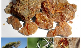 Một dược - thuốc quý giảm đau, tiêu sưng