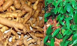 Ba kích - Giới nào cũng quý