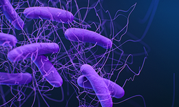 Thuốc trị bệnh gan mật có khả năng diệt khuẩn Clostridioides difficile