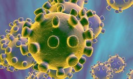 6 loại virus corona mới vừa được ph&#225;t hiện tr&#234;n dơi