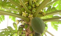 Hoa đu đủ chữa bệnh phổi tắc nghẽn mạn tính