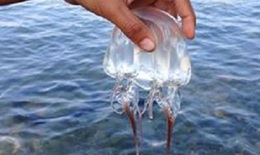 Phải làm gì khi bị sứa biển "cắn" ?