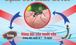 Sốt xuất huyết- Chớ chủ quan!