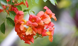 Hoa lan tiêu chữa đau xương