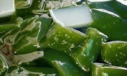 Dây sâm thanh nhiệt tốt trong mùa nóng