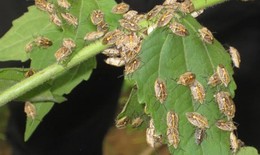 Sơn La: Ăn bọ xít đen 6 người ngộ độc
