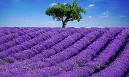 Thuốc từ hoa oải hương lavender