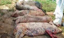 Tiêu hủy 2,3 triệu con lợn,cấp bách phòng, chống bệnh Dịch tả lợn Châu Phi