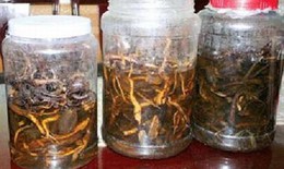 Rượu thuốc ngâm lá cây chữa bệnh có tốt?