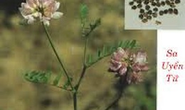 Bài thuốc trị chứng xuất tinh sớm