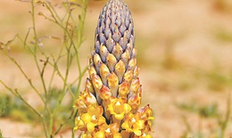 Nhục thung dung - vị thuốc phòng the