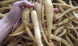 Bài thuốc điều trị sa sinh dục nữ