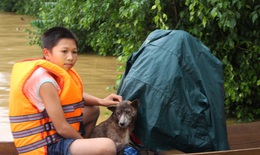 Hà Tĩnh: Ám ảnh cảnh chạy lụt ở vùng rốn lũ