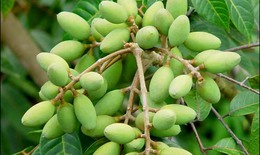 Quả trám - Vị thuốc quý