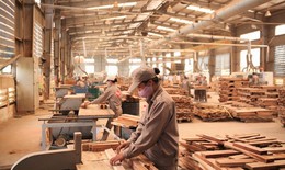 Chống phá rừng ngay tại... xưởng chế biến gỗ