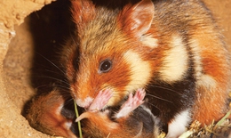Thiếu hụt niacin khiến chuột đồng ăn thịt con