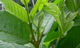 Tác dụng kỳ diệu của lá ổi