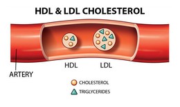 Cholesterol - Những điều cần biết