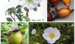 Quả kim anh bổ thận, tráng dương