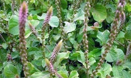 Bài thuốc chữa kinh nguyệt ít