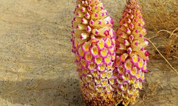 Thuốc quý cho đàn ông “hồi xuân”