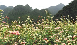 Lung linh ánh xuân