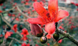 Hoa gạo: Tiêu viêm, giảm đau