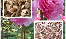 Những vị thuốc kh&#244;ng d&#249;ng cho phụ nữ c&#243; thai