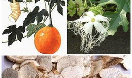 Cây qua lâu: Thanh nhiệt, chống viêm, cầm máu