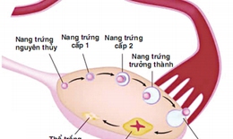Nang trứng: Thoái hóa và trưởng thành