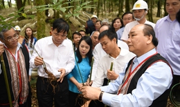 Khánh thành Trung tâm Quốc gia nghiên cứu và phát triển sâm Ngọc Linh