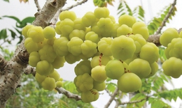 Chùm ruột: thức ăn & vị thuốc thanh nhiệt, giải độc
