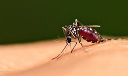 Ph&#225;t hiện protein l&#224;m ngắn v&#242;ng đời muỗi truyền bệnh