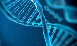 Gene làm tăng nguy cơ thất bại trong kiểm soát sinh đẻ