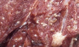 Bệnh sán heo – bệnh sán dải heo có gì đáng lo?