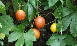 Rễ cây qua lâu trị mụn, sạm da