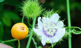Đ&#244;ng y điều trị suy nhược thần kinh
