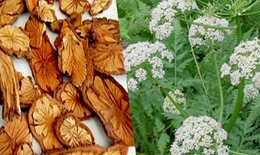 Bài thuốc điều hòa kinh nguyệt