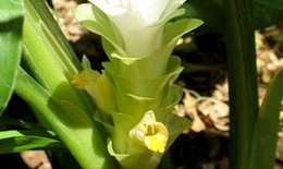 Nghệ vàng với hai vị thuốc khương hoàng và uất kim