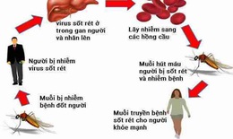 Cạnh tranh giữa các loài ký sinh trùng sốt rét