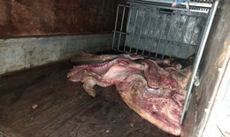 Bắt giữ gần 1 tấn lợn mắc dịch tả lợn ch&#226;u Phi