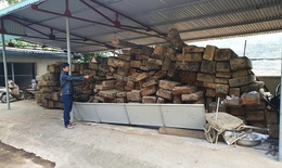 Gỗ quý sắp trở thành củi mục tại Ban quản lý rừng