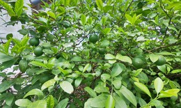 Chanh - thuốc chống viêm, giảm ho