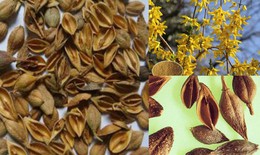 Thanh nhiệt hạ sốt hiệu quả bằng cây lá vườn nhà