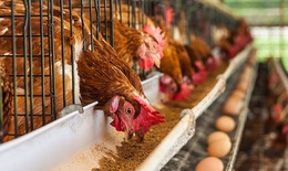 Huyện Kỳ Anh, Hà Tĩnh: Xuất hiện dịch cúm gia cầm H5N1