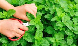 Những loại rau thơm vườn nhà giúp trị bệnh hiệu quả