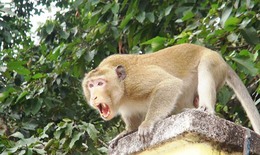 Khỉ nhà nuôi hung hãn cắn nát tay một phụ nữ và nhiều người khác