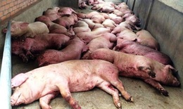 Dịch tả lợn Ch&#226;u Phi &quot;c&#224;n qu&#233;t&quot; khiến hơn 1,2 triệu con lợn bị ti&#234;u huỷ