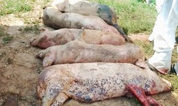 Hà Nội: Ráo riết bảo vệ môi trường trước dịch tả lợn châu Phi