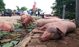 Chính phủ yêu cầu kiểm soát, loại bỏ bệnh dịch tả lợn Châu Phi